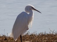 Witte reiger : Europa, Nat. park Donana, Reisen, Spanje, europa